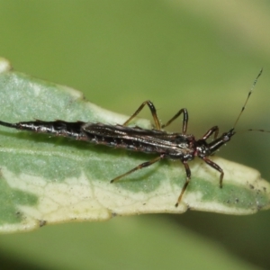 Idolothrips spectrum at Acton, ACT - 10 Jan 2021