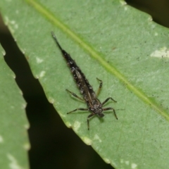 Idolothrips spectrum at Acton, ACT - 10 Jan 2021 11:09 AM
