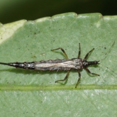 Idolothrips spectrum at Acton, ACT - 10 Jan 2021 11:09 AM