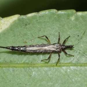 Idolothrips spectrum at Acton, ACT - 10 Jan 2021