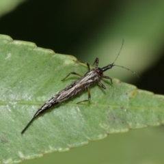 Idolothrips spectrum at Acton, ACT - 10 Jan 2021 11:09 AM