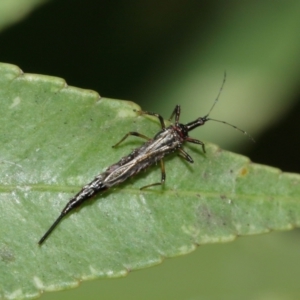 Idolothrips spectrum at Acton, ACT - 10 Jan 2021