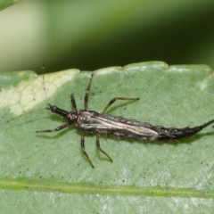 Idolothrips spectrum at Acton, ACT - 10 Jan 2021 11:09 AM