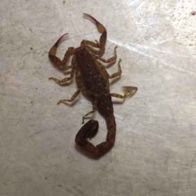 Lychas marmoreus (Little Marbled Scorpion) at Greenleigh, NSW - 11 Jan 2021 by LyndalT