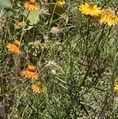 Xerochrysum viscosum at Symonston, ACT - 11 Jan 2021