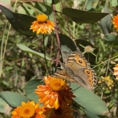 Junonia villida (Meadow Argus) at Symonston, ACT - 11 Jan 2021 by RAllen