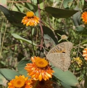 Junonia villida at Symonston, ACT - 11 Jan 2021