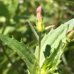 Gratiola pedunculata (Brooklime) at Downer, ACT - 11 Jan 2021 by JaneR