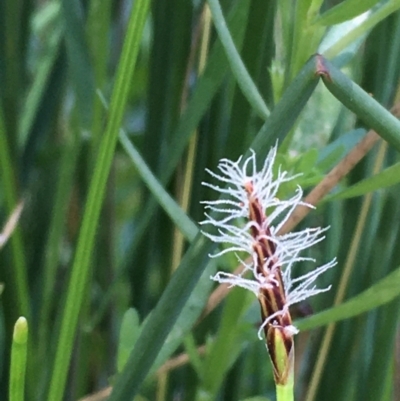 Eleocharis atricha (Tuber Spikerush) at Downer, ACT - 11 Jan 2021 by JaneR