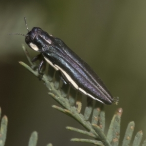 Agrilus hypoleucus at Hawker, ACT - 6 Jan 2021 12:18 PM