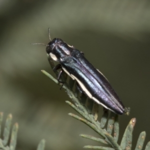 Agrilus hypoleucus at Hawker, ACT - 6 Jan 2021 12:18 PM