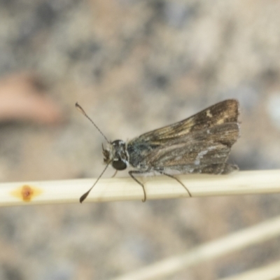 Taractrocera papyria (White-banded Grass-dart) at Holt, ACT - 6 Jan 2021 by AlisonMilton