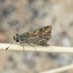 Taractrocera papyria at Holt, ACT - 6 Jan 2021