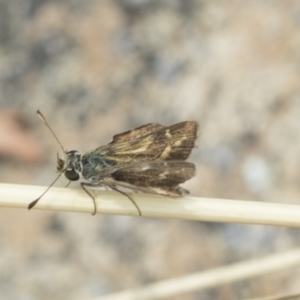 Taractrocera papyria at Holt, ACT - 6 Jan 2021