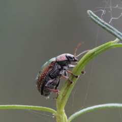Edusella sp. (genus) (A leaf beetle) at O'Connor, ACT - 1 Jan 2021 by ConBoekel