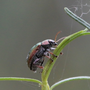 Edusella sp. (genus) at O'Connor, ACT - 1 Jan 2021