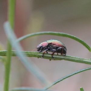 Edusella sp. (genus) at O'Connor, ACT - 1 Jan 2021