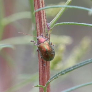 Edusella sp. (genus) at O'Connor, ACT - 1 Jan 2021