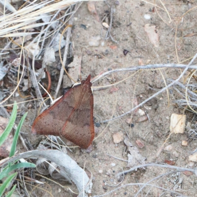 Uresiphita ornithopteralis (Tree Lucerne Moth) at O'Connor, ACT - 1 Jan 2021 by ConBoekel