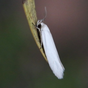 Philobota (genus) at O'Connor, ACT - 1 Jan 2021 02:07 PM