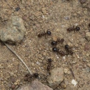 Papyrius sp. (genus) at Weetangera, ACT - suppressed
