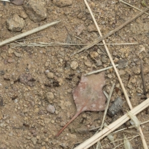 Papyrius sp. (genus) at Weetangera, ACT - suppressed