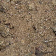 Papyrius sp. (genus) at Weetangera, ACT - suppressed