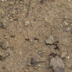 Papyrius sp. (genus) at Weetangera, ACT - suppressed