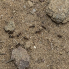 Papyrius sp. (genus) at Weetangera, ACT - suppressed