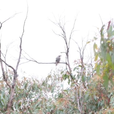 Philemon corniculatus (Noisy Friarbird) at O'Connor, ACT - 1 Jan 2021 by ConBoekel