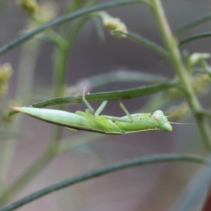 Orthodera ministralis at O'Connor, ACT - 1 Jan 2021