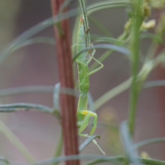 Orthodera ministralis at O'Connor, ACT - 1 Jan 2021