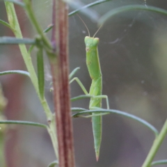 Orthodera ministralis at O'Connor, ACT - 1 Jan 2021