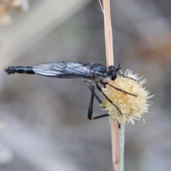 Neosaropogon sp. (genus) at O'Connor, ACT - 1 Jan 2021