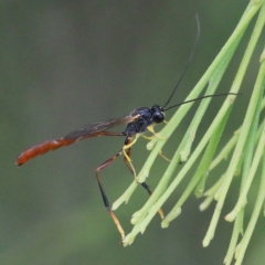 Heteropelma scaposum (Two-toned caterpillar parasite wasp) at O'Connor, ACT - 1 Jan 2021 by ConBoekel