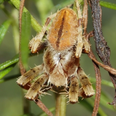 Unidentified Spider (Araneae) at Acton, ACT - 10 Jan 2021 by TimL