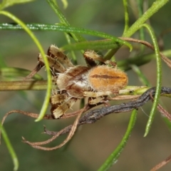 Hortophora sp. (genus) at Acton, ACT - suppressed