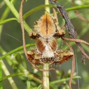 Hortophora sp. (genus) at Acton, ACT - suppressed