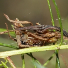 Hortophora sp. (genus) at Acton, ACT - suppressed