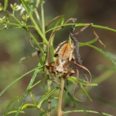 Hortophora sp. (genus) at Acton, ACT - suppressed