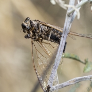 Galanga labeculata at Hawker, ACT - 6 Jan 2021