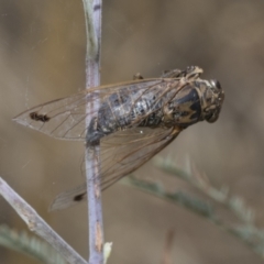 Galanga labeculata at Hawker, ACT - 6 Jan 2021