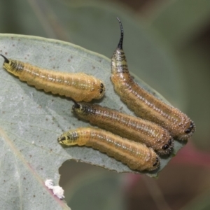 Lophyrotoma interrupta at Hawker, ACT - 6 Jan 2021