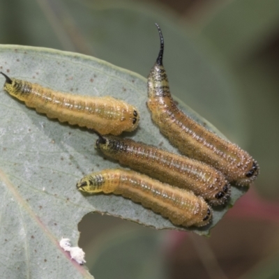 Lophyrotoma interrupta (Cattle Poisoning Sawfly) at The Pinnacle - 6 Jan 2021 by AlisonMilton