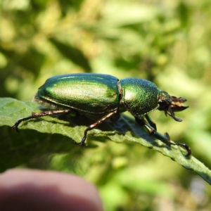 Lamprima aurata at Acton, ACT - suppressed