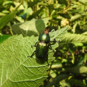 Lamprima aurata at Acton, ACT - suppressed
