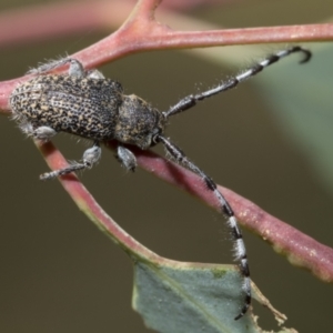 Ancita sp. (genus) at Hawker, ACT - 6 Jan 2021