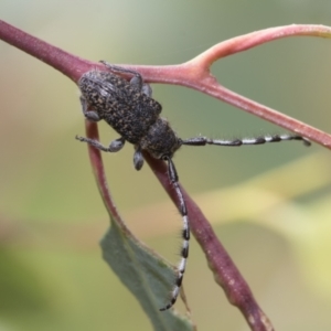 Ancita sp. (genus) at Hawker, ACT - 6 Jan 2021