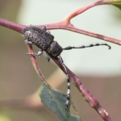 Ancita sp. (genus) at Hawker, ACT - 6 Jan 2021 10:58 AM