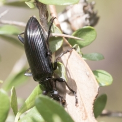 Tanychilus sp. (genus) (Comb-clawed beetle) at Hawker, ACT - 5 Jan 2021 by AlisonMilton